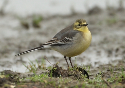 Voor het 2e achtereenvolgende jaar een citroenkwikstaart in "mijn achtertuin"!
Weinig licht maar de vogel werkte goed mee en kwam aardig dichtbij.