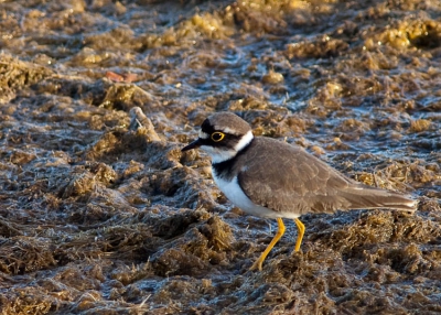 Ben er eigenlijk van overtuigd dat het de Kleine Plevier is maar de gele poten kan ik niet thuis brengen. Hij liep langs de oever. Was ook aardig schuw, maar een fraai vogeltje.