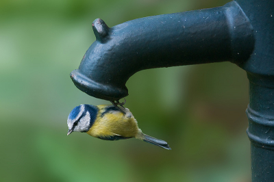 die pimpelmezen zijn echt nieuwsgierige vogels, ze onderzoeken  alle hoeken en gaten in je tuin voor een maaltje
