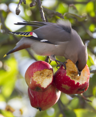 Op Ameland eten ze appels. Sinds deze datum op meerdere plaatsen nog steeds aanwezig.