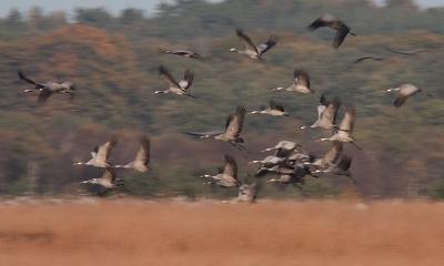 Het was volop genieten van de groepen kraanvogels in Diepholz. Deze foto vond ik als totaal beeld wel wat hebben.