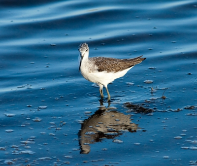 Vlakbij ons appartement was het een eldorado voor vogels. Ook deze Poelruiter liet zich verschillende keren bekijken. Met de zon in de rug fotograferen is in de herfst niet onaangenaam