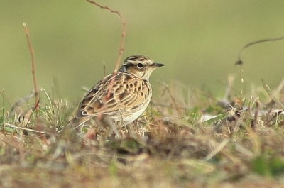 Er was een groep van 14 vogels neergestreken in het korte gras in het Olens Broek