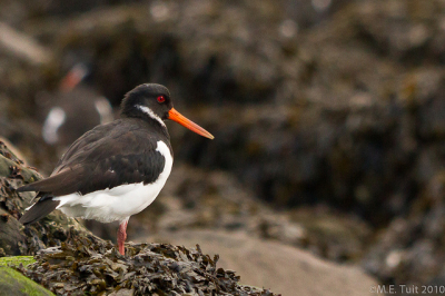 Afgelopen zaterdag naar de Brouwersdam in Zeeland gegaan aangezien ik gehoord had dat het daar redelijk makkelijk is om wat steltlopers op de plaat te zetten aangezien ze daar best massaal zitten. Dit bleek gelukkig waar te zijn, gezien de grote hoeveelheden Scholeksters en Steenlopers die ik gezien heb. Deze foto is 1 van de best gelukte platen van de scholeksters. Ik ben benieuwd wat jullie er van vinden.

Het was op zich goed zonnig weer, maar toen ik bezig was met deze groep eksters dreef er net een flinke wolkenpartij voor de zon wat resulteerde in een kelderende sluitertijd. Al met al best trots op deze plaat aangezien deze vogeltjes nooit stil leken te staan.