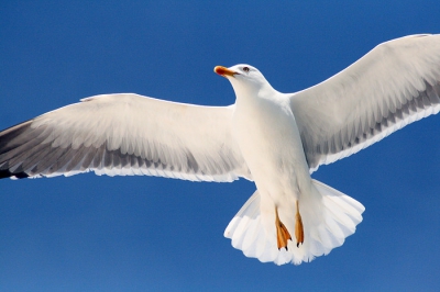 Vanaf de veerboot meeuwen gefotografeerd. Hierbij een beetje gespeeld bet de belichting. Uitijndelijk met deze foto als resultaat.