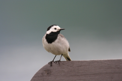 Deze witte kwikstaart stond heel mooi dichtbij. Canon 350d, Sigma 100 - 300mm / F4,0 + 1,4x teleconverter. ISO 400, 1/400 sec., lens op 588mm en F 7,1.