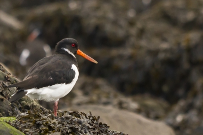 Afgelopen zaterdag naar de Brouwersdam in Zeeland gegaan aangezien ik gehoord had dat het daar redelijk makkelijk is om wat steltlopers op de plaat te zetten aangezien ze daar best massaal zitten. Dit bleek gelukkig waar te zijn, gezien de grote hoeveelheden Scholeksters en Steenlopers die ik gezien heb. Deze foto is 1 van de best gelukte platen van de scholeksters. Ik ben benieuwd wat jullie er van vinden.

Het was op zich goed zonnig weer, maar toen ik bezig was met deze groep eksters dreef er net een flinke wolkenpartij voor de zon wat resulteerde in een kelderende sluitertijd. Al met al best trots op deze plaat aangezien deze vogeltjes nooit stil leken te staan.