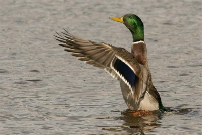 een gewone woerd is eigenlijk een mooie en kleurrijke vogel. foto zoals ik hem hebben wilden, op het momente met de vleugels naar voren en bevroren door de snelle sluitertijd