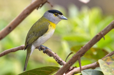 Photo taken off in the light of the morning, with flash fulfilling. The couple vocalized next to the nest.
In Brazil it is known as Caneleiro-Verde.