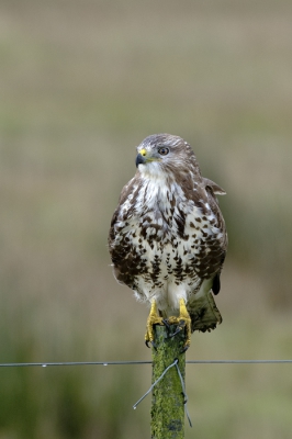 Ondanks zijn, of misschien wel dank zij zijn vele kleurvarianten blijft een buizerd een altijd mooie en interessante vogel.