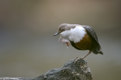 Another picture from my session with the Dipper. Despite the very close distance (appr. 4m), the Dipper was relaxed enough to take care of his feathers etc..
Regards
Andreas.