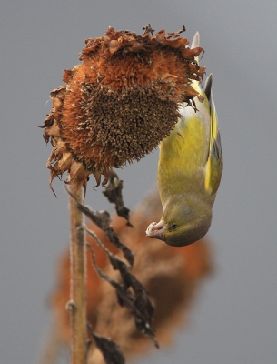 Leuk was het om te zien hoe die kleine acrobaatjes er in slaagden om ook de onderste pitjes uit de verlepte zonnenbloem te halen...