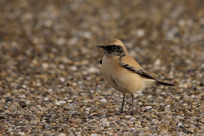 Vanochtend vroeg uit de veren want er was immers een zeer zeldzame soort gemeld. Daar aangekomen waren de omstandigheden slecht door het weer en dan ook nog zo'n kale deltadam.Maar met deze soort zal ik niet verder klagen.