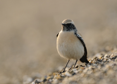 Ik zou gaan wandelen in de Kwade hoek en zag nogal wat vogelaars op de dijk bij de haven.
Het bleek dat er een woestijntapuit zat.
Het is niet mijn favoriete bezigheid om met een stel mensen achter een vogel aan te zitten, maar deze gelegenheid wilde ik toch niet voorbij laten gaan.
Er zullen er ongetwijfeld meer volgen