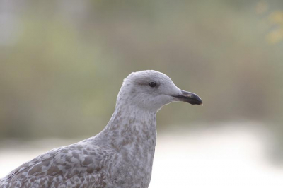 Jonge zilvermeeuw gefotografeerd met mijn nieuwe canon 400mm lens.