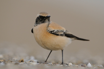 Nog niet geheel tevreden met het resultaat van vanochtend ben ik teruggegaan  en de 200-400 erop gezet.
Enorm gemazzeld dat hij een ogenblik vlak bij me ging zitten. Met deze lens kan ik gelukkig tot 2 m scherpstellen.