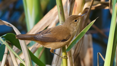 Met redelijk veel wind genomen. Vogel komt mooi 'los' van zijn omgeving.