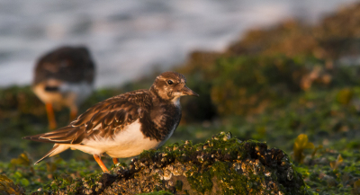 Deze foto heb ik tijdens het avondzonnetje genomen op de Brouwersdam. Daar zaten een flink aantal van deze grappige vogeltjes.