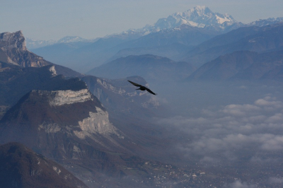 During a hike, a small group came very close and waited for us to give them some food. They seemed to like the rests of fruit we throwed in their direction!
In the back ground, you can see the Mont Blanc, highest peak in Europe.