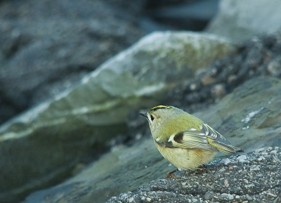 Dit goudhaantje ontmoette ik op de noordpier. Volgens mij hebben deze vogeltjes adhd in het kwadraad,ze zitten geen seconden stil.