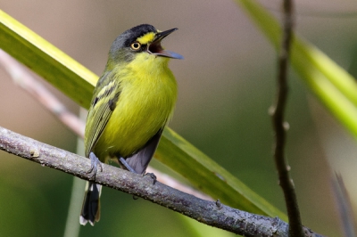 Photo taken in early morning. This little bird was very courageous, landed on my face and sang for a long time. I got great pictures of her.
In Brazil it is known as Teque-Teque, because of the sound of her singing.