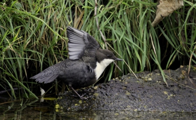 Vanochtend naar de AWD toe met de hoop op de Zwartbuikwaterspreeuw die daar moet zitten.