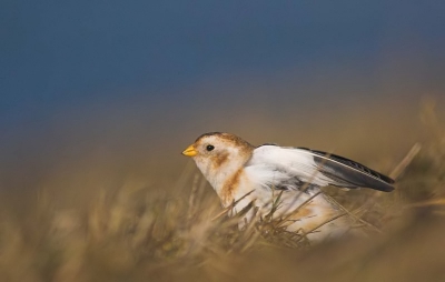 Nog het fotootje van afgelopen winter. Het blijven toch zo een leuke vogels!