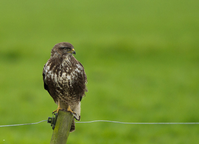 Op weg naar lauwersmeer binnendoor zag ik deze buizerd aan de overkant van de weg zitten.
Ik kon nog net in de berm parkeren op hem op de foto te zetten