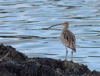 Deze Wulp liep heen en weer aan de waterkant. Na even gewacht te hebben, kwam ie mijn kant op lopen en bleef even stilstaan, zodat ik deze foto kon maken.
