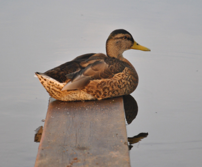 Deze foto is in Zweden gemaakt, ergens bij een meertje waar ik helaas de naam niet meer van weet. De foto is rond 7 uur 's ochtends gemaakt zonder statief met mijn 18-105 lens. Het leuke is dat deze eend zelf naar mij toe kwam en toen op die plank ging zitten. Deze foto is een van mijn favorieten. Dit komt omdat ik vind dat deze foto rust uitstraalt. Ik word er spontaan rustig van!

(Ik hoop dat dit een wilde eend is, zo niet, zeg dat dan dan hoop ik dat ik dat kan veranderen! Alvast bedankt.)