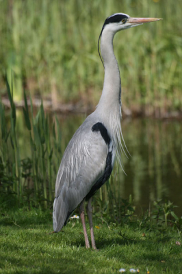 Klasse: Aves (Vogels) 
Orde: Pelecaniformes (Roeipotigen) 
Familie: Ardeidae (Reigers) 
Geslacht: Ardea
