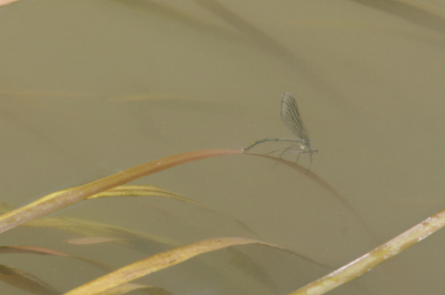 Het vrouwtje van de Weidebeekjuffer: direct na de paring begint ze met de eiafzet. Zoals veel juffers gebeurt dat onder water, maar de Weidebeekjuffer is de enige soort die daarbij met de kop naar voren onder water verdwijnt. Kennelijk is het water van de Kromme Rijn schoon genoeg voor deze soort, maar het is helaas niet erg helder. De juffer ging zo diep dat ze volledig uit beeld verdween. Op deze foto bevindt ze zich al ongeveer drie keer de lichaamslengte onder water (het sprietje waar ze op zit gaat onder water daar waar dat gele sprietje afbuigt).