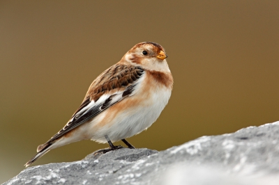 7 november is een goede dag voor Sneeuwgorzen op Schiermonnikoog. Precies drie jaar geleden trof ik ook een fotografeerbare vogel. Schitterend beestje dat fijn wilde poseren.