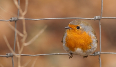 Afgelopen zondag was ik zeer content met de upload van een roodborst. (in een rommelige omgeving)
Gisteren kon ik in de lunchpauze op de parkeerplaats bij mijn werk een nog betere en rustigere foto maken van dit prachtige vogeltje. Ik vind de positie van de roodborst t.o.v. het gaashek mooi kloppen.