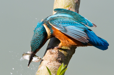 Ik realiseer me dat er al veel foto's van deze mooie vogel zijn geplaatst. De combinatie met vis en wegvliegende waterdruppels geeft deze foto wat extra's.