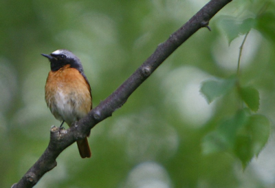 Het eerste vogeltje die ik tegen kwam in mijn weekje vakantie. Hij liet zich mooi zien.
1/125 sec/ 5,6/ 400 mm, iso 400