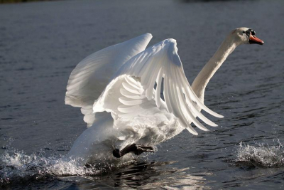 Na een middag vergeefs wachten op ijsvogels vloog deze knobbelzwaan op tijdens de terugtocht naar de jachthaven van de Biesbosch.