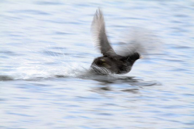Een opvliegende meerkoet in de Biesbosch. Dit keer  bewust niet scherp....