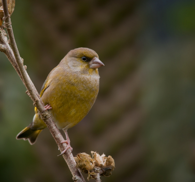 Ze zijn gelukkig weer terug in de tuin. En altijd een dankbaar onderwerp om te fotograferen. Vanaf statief achter een netje.