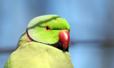 De halsbandparkiet is een opvallend groen gekleurde, vrij grote vogel met een lange, puntige staart en een rode snavel. De totale lengte is circa 42 centimeter. Hij heeft een heel opvallende, luide lokroep. 
In Den Haag bestaat nu een populatie van ongeveer 5000 Halsbandparkieten.

Klasse: Aves (Vogels) 
Orde: Psittaciformes (Papegaaiachtigen) 
Familie: Psittacidae (Papegaaien) 
Geslacht: Psittacula