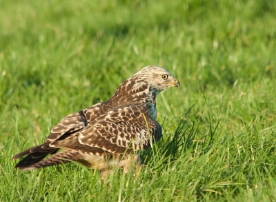 Meestal tref je een buizerd aan op een paaltje, zo ook deze buizerd. Toen ik mijn auto stopte en mijn camera in gereedheid bracht vloog de buizerd weg, om vervolgens tot mijn verrassing nog dichterbij in het gras te landen. Ik denk dat hij/zij een muis had gezien maar de muis de buizerd ook kennelijk. Na twee fotos vloog hij/zij weg.