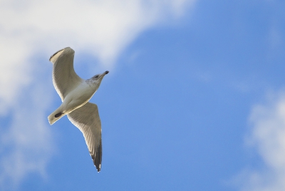 Het doel vandaag was het fotograferen van vogels in hun vlucht. Deze meeuwen hingen door de storm lekker op de wind. Naast de velke wolken waren er ook veel stukken blauwe lucht welke een mooie gaven.