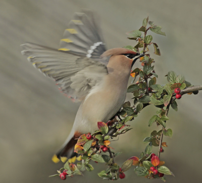 Nog maar eens een pestvogel uit Hoorn.
Heb heel veel foto's gemaakt en er een paar over gehouden,somber weer en vaak een moeilijke achtergrond(huizen)als je geen goed plekje had uitgezocht!
Dacht dat een fladderende pestvogel nog niet op BP stond?