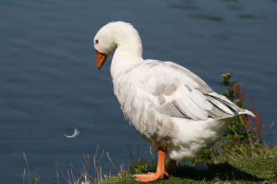 Klasse: Aves (Vogels) 
Orde: Anseriformes (Eendvogels) 
Familie: Anatidae (Eenden, ganzen en zwanen) 
Geslacht: Anser (Grijze ganzen) 
Soort: anser domesticus
