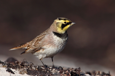 Meestal bleven de Strandleeuwerikken op afstand, maar na een paar uur liggen op het strand kwam deze jongen mooi voorbij. De donkere achtergrond zijn aangespoelde plantenresten en zorgt ervoor dat het kopje van de vogel er mooi uitknalt.