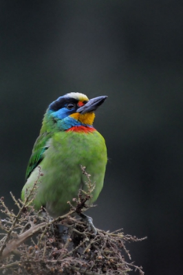 Deze vogel bleef heel stil zitten, zodat ik ondanks dat er bijna geen licht was, toch nog een fatsoenlijke opname kon maken.