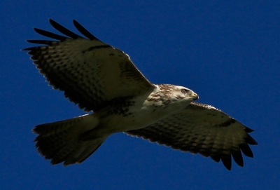 Profiterend van een wolkeloze dag in oktober met wel hard licht kon ik deze plaat van een overvliegende buizerd maken.