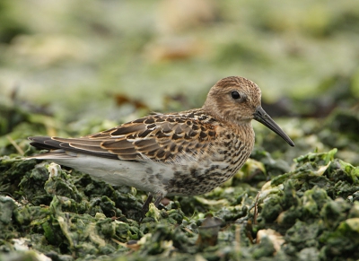 Door de harde wind waren veel wieren aangespoeld, door de strandlopers werd daar dankbaar gebruik van gemaakt.