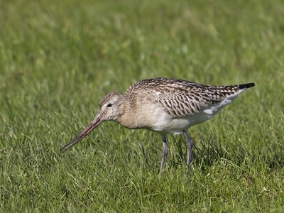 Tussen een groep Goudplevieren zat een Rosse Grutto.
Deze was bezig om wormen te zoeken in het weiland.
Hij had er een gevonden en heeft hem in z'n snavl.
Ook kun je zien aan het modder aam z'n snavel hoe ver deze in de grond gaat bij het zoeken.