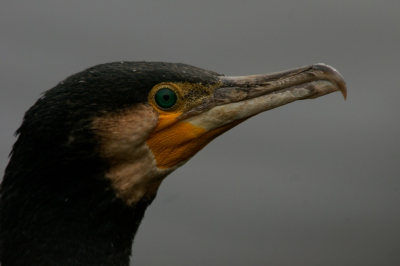 vanuit een schuilhut in een eendekooi genomen. de eenden zaten wat verder maar deze aalscholver zat 2 meter voor de hut. foto met 500mm  genomen orgineel dus niet gecropt